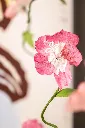 ©GeraldineMartens_JARDINCHOCOLATE_20260915_DSC_0000-564564.webp