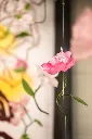 ©GeraldineMartens_JARDINCHOCOLATE_20260915_DSC_0000-568568.webp