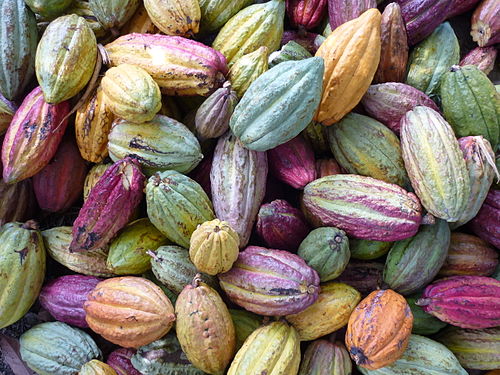 De la fleur du cacaoyer Ã  la fÃ¨ve de cacao - Mon jardin chocolate