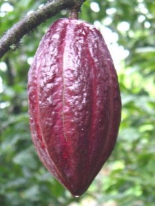 cabosse de cacao