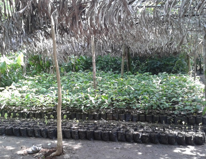 La nurserie de cacaoyers CACEP