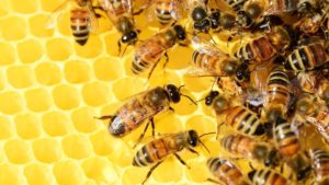 Des abeilles dans une ruche