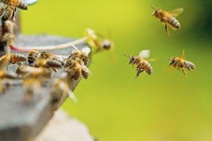 Abeilles butineuses