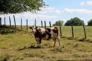 montbeliarde-vache-lait