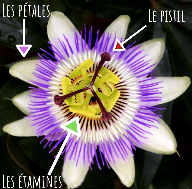 Schéma Fleur Du Fruit De La Passion Mon Jardin Chocolate