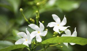 Jasminum sambac