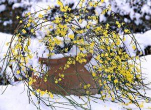 Jasminum Nudiflorum