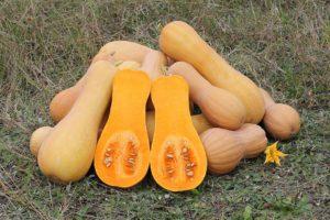 Courge butternut